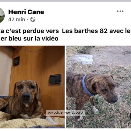 Foto 1/1 La&iuml;ka Chien perdido en Castelsarrasin