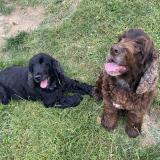 Foto de perro perdido en Cancon