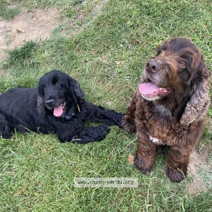 Foto de perro perdido en Cancon