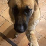 Foto de perro perdido en Molac