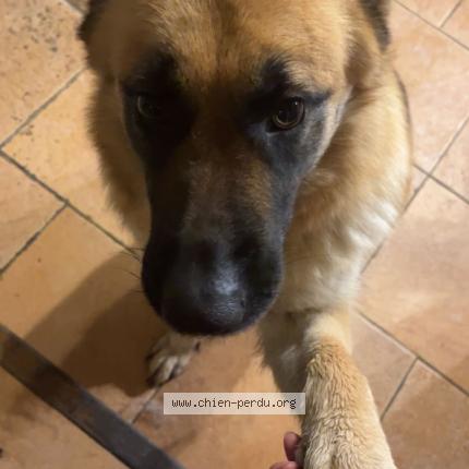 Foto de perro perdido en Molac