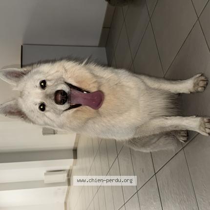 Foto de perro encontrado en Bruailles