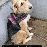 Foto de perro encontrado en Buenos Aires