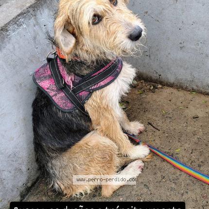 Foto 1/1 Perro encontrado Encontrado en Buenos aires