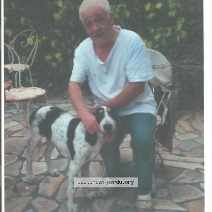 Foto de perro perdido en Toulon