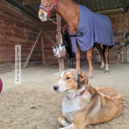 Foto 1/1 TORVI Chien perdido en Poucharramet