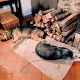 Foto de perro perdido en Saint Jean De Verges