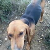 Foto de perro encontrado en Vitrolles