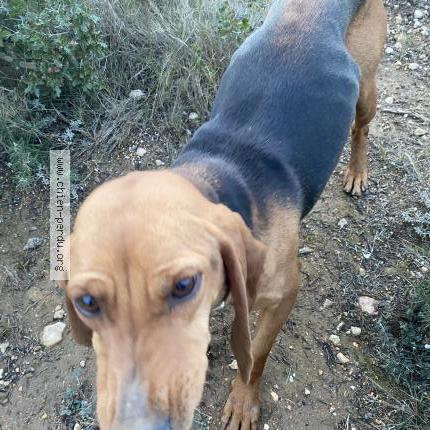 Foto de perro encontrado en Vitrolles