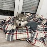 Foto de perro perdido en Troyes