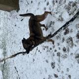 Foto de perro perdido en Paudy