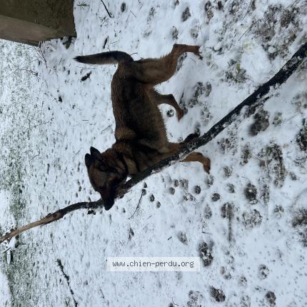 Foto 1/1 Tigrou Chien perdido en Paudy