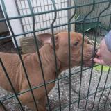 Foto de perro encontrado en Sollies Pont