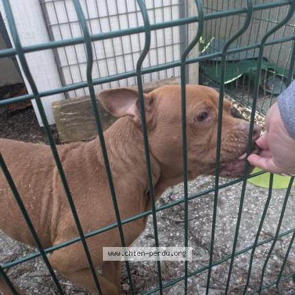 Foto de perro encontrado en Sollies Pont
