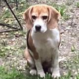 Foto de perro perdido en Bernis