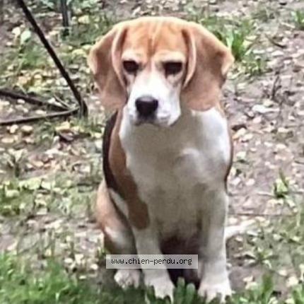 Foto de perro perdido en Bernis