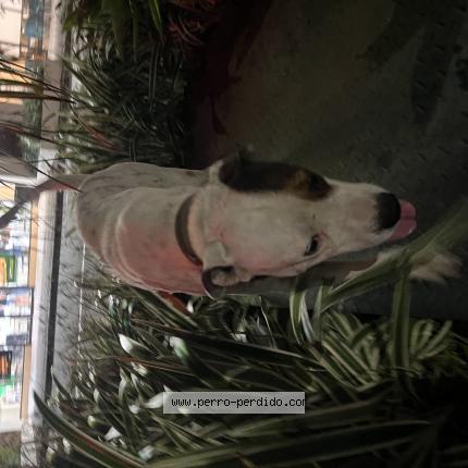 Foto 1/1 Perro encontrado Encontrado en Penonome