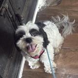 Foto de perro perdido en Villa Nueva