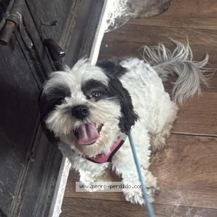 Foto 1/1 Nena Perro perdido en Villa nueva