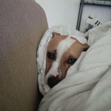 Foto de perro perdido en La Roche Sur Yon