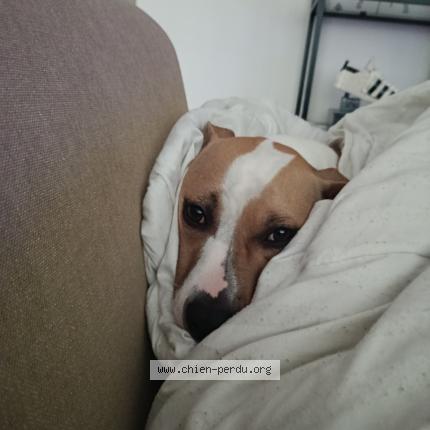 Foto de perro perdido en La Roche Sur Yon
