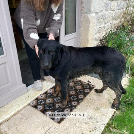Foto de perro encontrado en St Cyprien