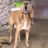 Foto de perro encontrado en Servanac