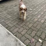 Foto de perro perdido en Cannet