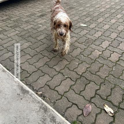 Foto 1/2 Jackass Chien perdido en Cannet