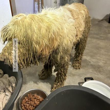 Foto 2/2 Jackass Chien perdido en Cannet