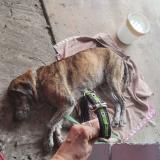 Foto de perro encontrado en Panama