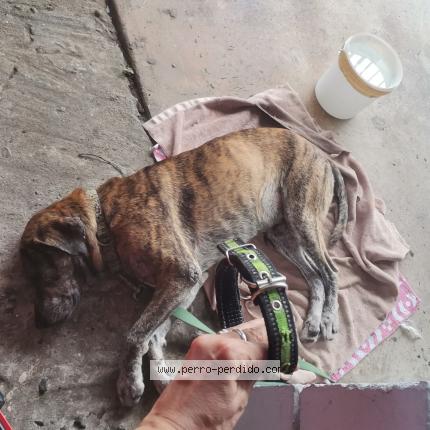 Foto 1/3 Perro encontrado Encontrado en Panama
