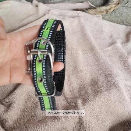 Foto 2/3 Perro encontrado Encontrado en Panama