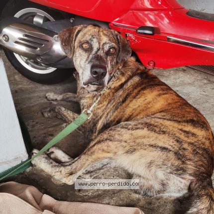 Foto 3/3 Perro encontrado Encontrado en Panama