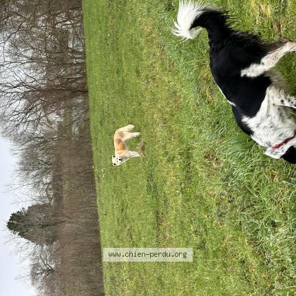 Foto 1/1 Perro encontrado Encontrado en Saint pee sur nivelle