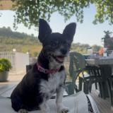 Foto de perro perdido en Thiais