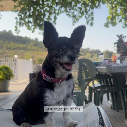 Foto 1/1 Bibi Chien perdido en Thiais