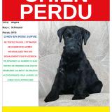 Foto de perro perdido en Angers