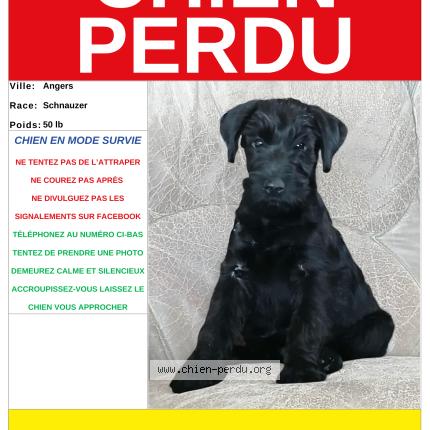Foto 1/1 Ariel Chien perdido en Angers