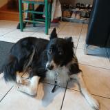 Foto de perro encontrado en Guichen