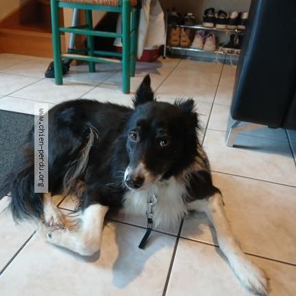 Foto 1/1 Perro encontrado Encontrado en Guichen