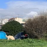 Foto de perro encontrado en Marseille