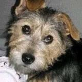 Foto de perro perdido en Cavaillon