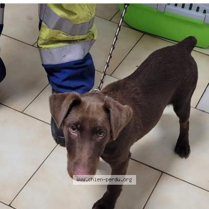 Foto 1/1 Bandit Perro perdido en Porticcio