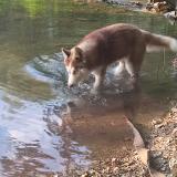 Foto de perro perdido en Moissac