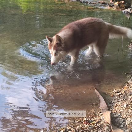 Foto de perro perdido en Moissac