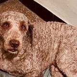 Foto de perro perdido en Taillades Cavaillon 84300