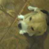 Foto de perro encontrado en Santo Domingo