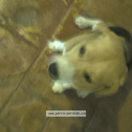 Foto 1/1 Perro encontrado Encontrado en Santo Domingo