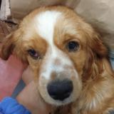 Foto de perro perdido en Huaraz